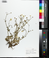 Ranunculus sardous image