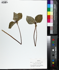 Trillium recurvatum image