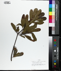 Quercus laurifolia image