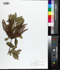 Cyrilla racemiflora image