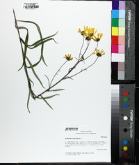 Helianthus angustifolius image