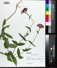 Zinnia violacea image