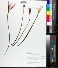 Zephyranthes treatiae image