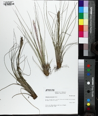 Tillandsia bartramii image