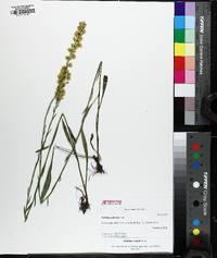 Solidago stricta image