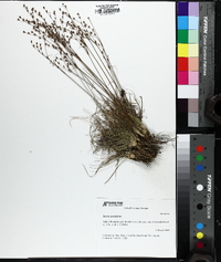 Juncus georgianus image