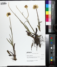 Helenium vernale image