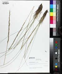 Aristida beyrichiana image