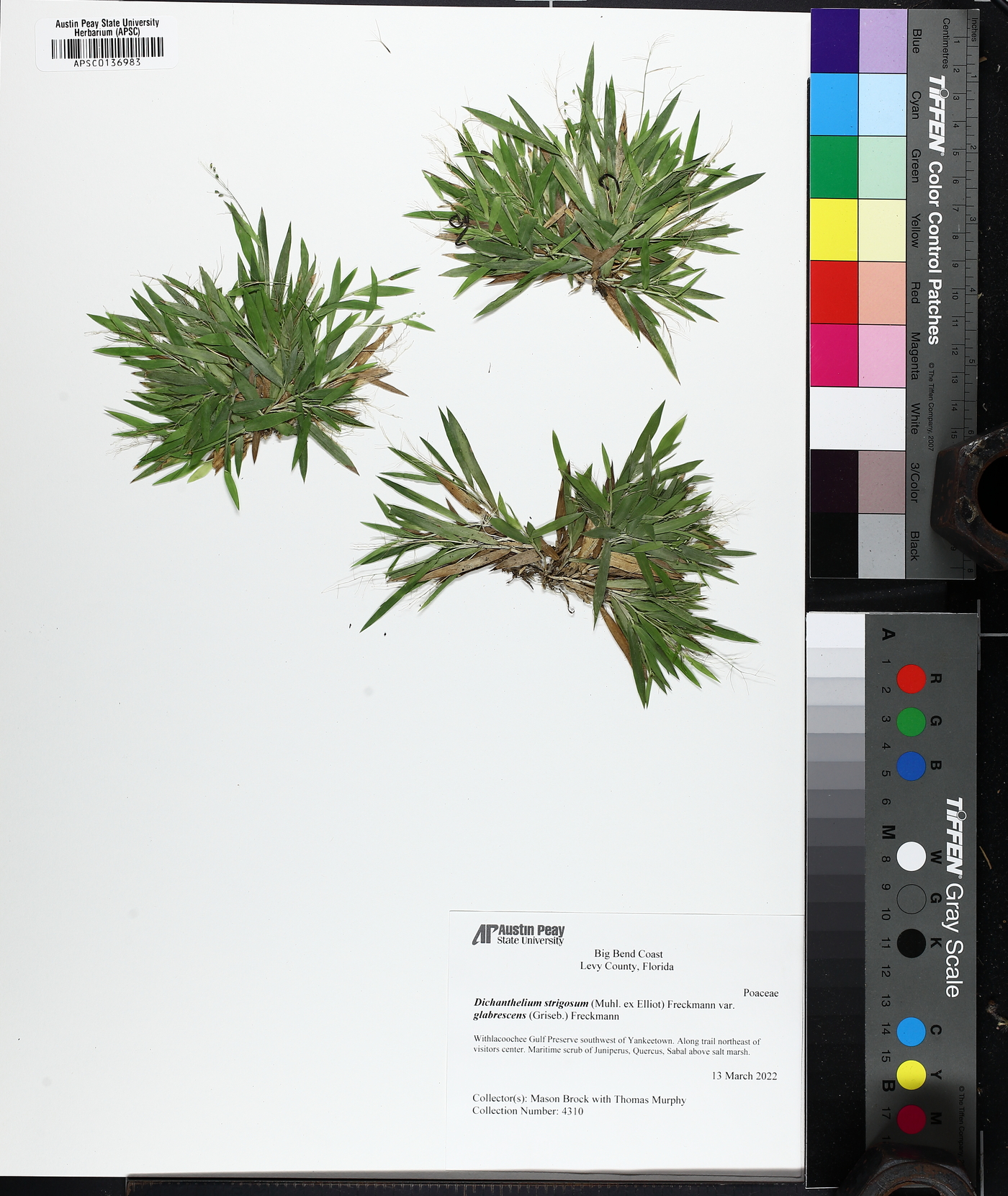 Dichanthelium strigosum image