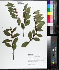 Lyonia lucida image