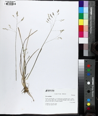 Poa cuspidata image