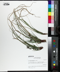 Carex nigromarginata image