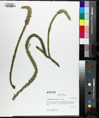 Lycopodiella alopecuroides image