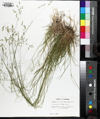 Poa autumnalis image