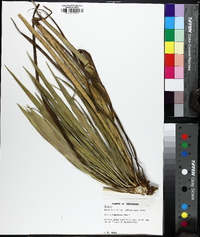 Yucca filamentosa image