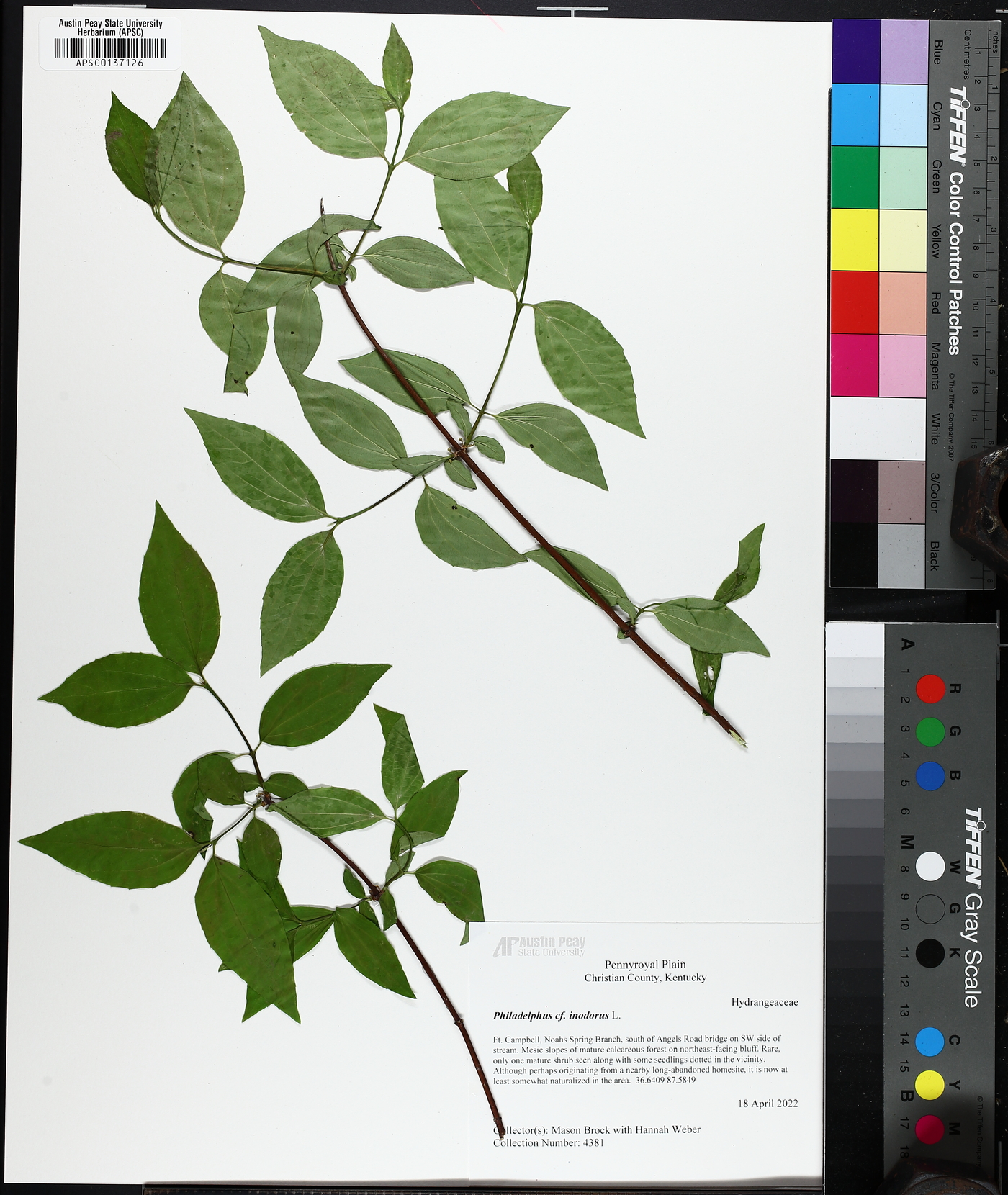 Philadelphus inodorus image