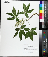 Aesculus glabra image