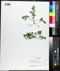 Chaerophyllum procumbens image