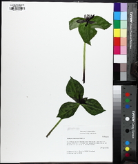 Trillium stamineum image