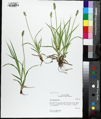 Carex conjuncta image