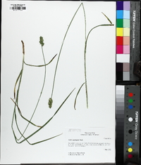 Carex aggregata image