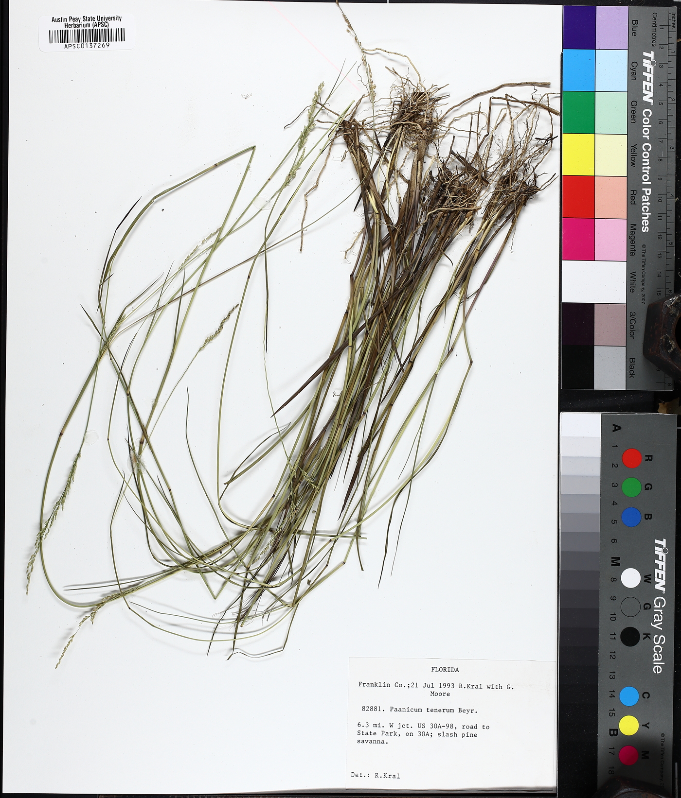 Coleataenia tenera image