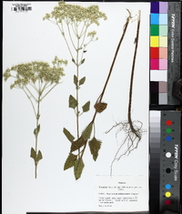 Eupatorium mikanioides image