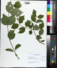 Philadelphus pubescens image