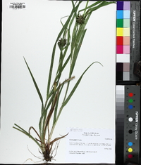 Carex grayi image