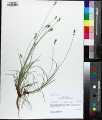 Carex texensis image