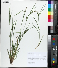 Carex corrugata image