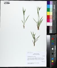 Carex glaucodea image