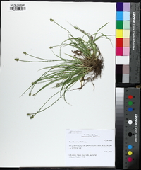 Carex leavenworthii image