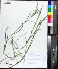 Poa trivialis image