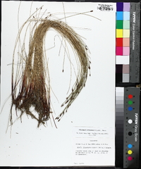 Eleocharis tenuis image