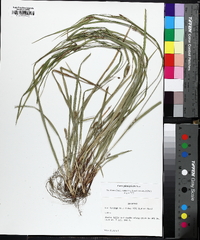 Carex planispicata image