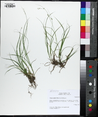 Carex socialis image