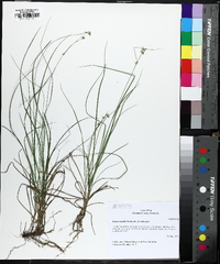 Carex socialis image