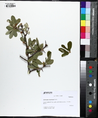 Sideroxylon lanuginosum image