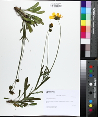 Coreopsis lanceolata image