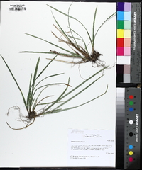 Carex superata image