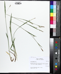 Carex striatula image