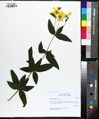 Coreopsis major image