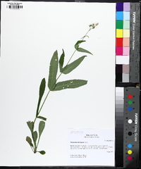 Penstemon laevigatus image