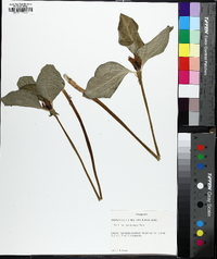 Trillium recurvatum image