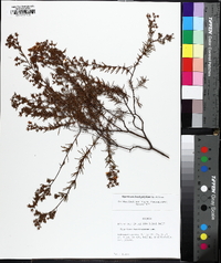 Hypericum brachyphyllum image