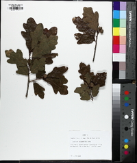 Quercus margaretta image