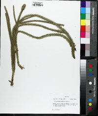 Lycopodiella alopecuroides image