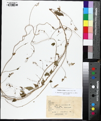 Fallopia cristata image