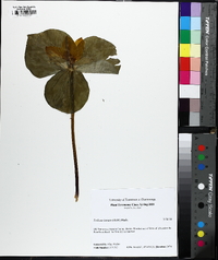 Trillium luteum image